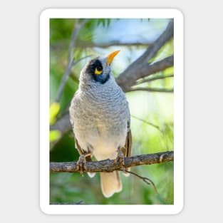 Noisy Miner 05 Sticker